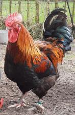 Marans, Cream Legbar en Wyandotte Columbia Fokhanen 2025, Dieren en Toebehoren, Pluimvee, Mannelijk, Kip