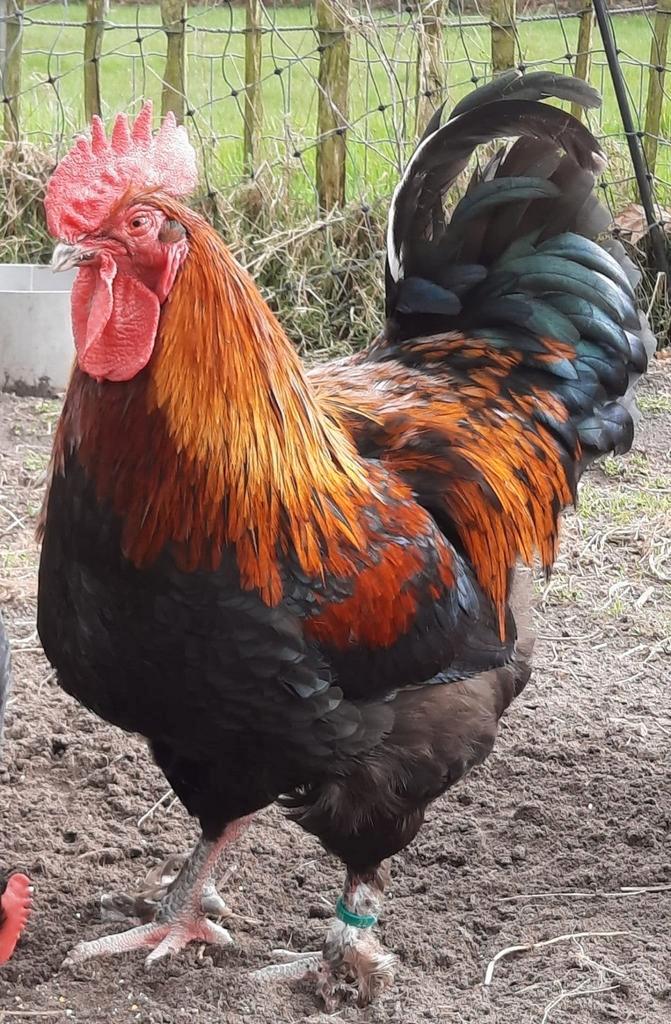 Marans, Cream Legbar en Wyandotte Columbia Fokhanen 2025, Dieren en Toebehoren, Pluimvee, Kip, Mannelijk