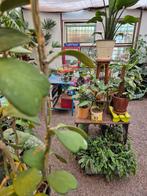 Florale-Extase Boskoop, Huis en Inrichting, Kamerplanten, Ophalen of Verzenden, Halfschaduw, Minder dan 100 cm