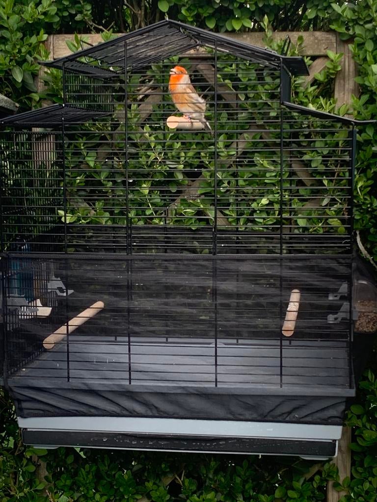 Basdarad putter, Dieren en Toebehoren, Vogels | Overige Vogels, Mannelijk, Wildzangvogel, Geringd