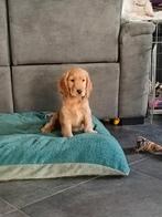 Engelse Cocker spaniel pups, Parvo, Reu, 8 tot 15 weken, Meerdere