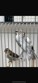 noordse barmsijzen wildkleur koppel, Meerdere dieren, Wildzangvogel, Geringd