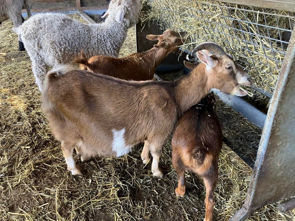 Dwerggeit zoekt nieuwe wei, Vrouwelijk, Geit