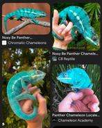 GEZOCHT! Panter kameleon Panterkameleon Furcifer Pardalis, Dieren en Toebehoren