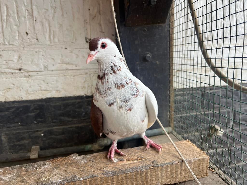 Duiven, Meerdere dieren, Postduif