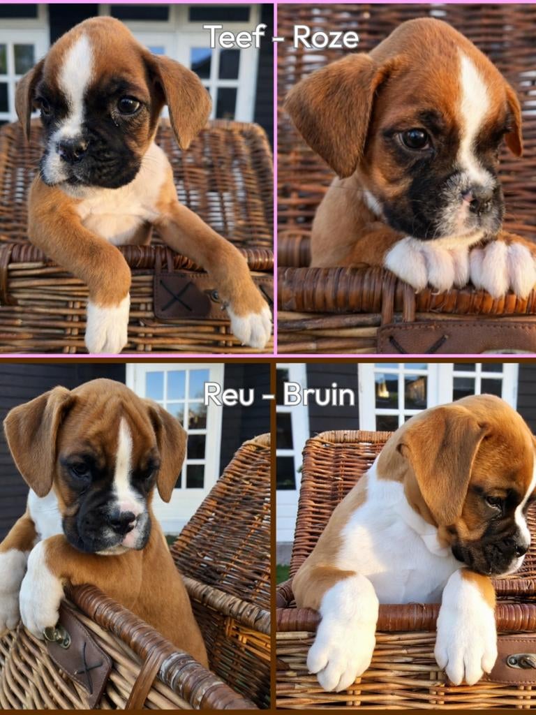 Boxer pups ( 1 reu, 1 teef ) BESPROKEN, Overige rassen, 8 tot 15 weken, Meerdere, Meerdere dieren