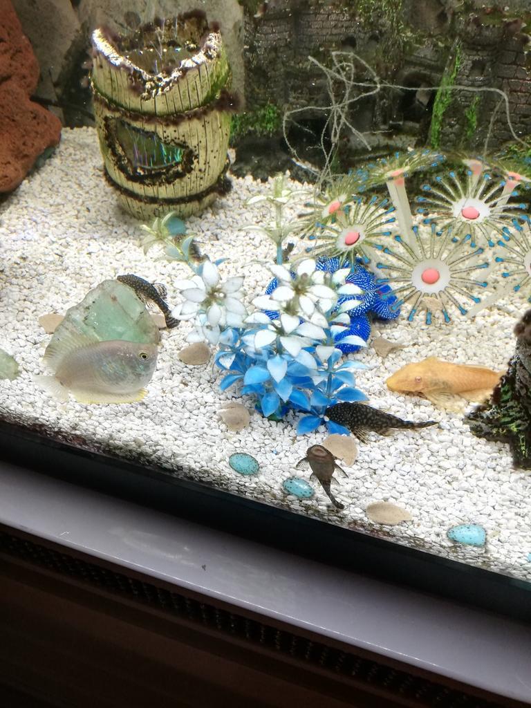 Aquarium algeneters vissen zwart, Vis