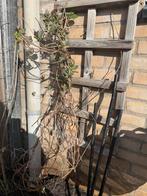 Grote kamperfoelie met witte geurende bloemen, Ophalen, Vaste plant, Halfschaduw, Klimplanten