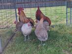 Te koop drentse hoenders bolstaart, Dieren en Toebehoren, Pluimvee, Meerdere dieren, Kip