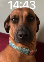 Rhodesian ridgeback puppies 18/4, Dieren en Toebehoren, Parvo, Overige rassen, 8 tot 15 weken, Meerdere