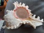 Grote murex schelp met roze parelmoer puur natuur 16cm, Verzamelen, Ophalen of Verzenden