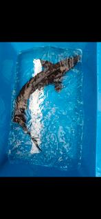 Mooie steur tekoop 90 cm., Steur