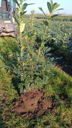 Caucasica, Ophalen, Laurier, Haag, 100 tot 250 cm