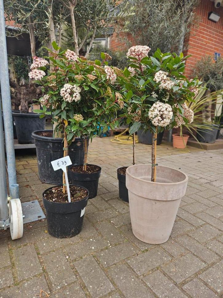 Viburnum Tinus: sneeuwbal op stam 100cm / heester 120cm, Tuin en Terras, Planten | Bomen, Olijfboom, 100 tot 250 cm, Volle zon