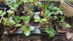 Aardbeienplantjes, Ophalen, Eenjarig, Groenteplanten, Volle zon