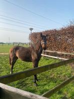 1-jarige KWPN merrie te koop, vader Chacco DDH!, Dieren en Toebehoren, Paarden, Merrie, Springpaard, Met stamboom, 0 tot 2 jaar