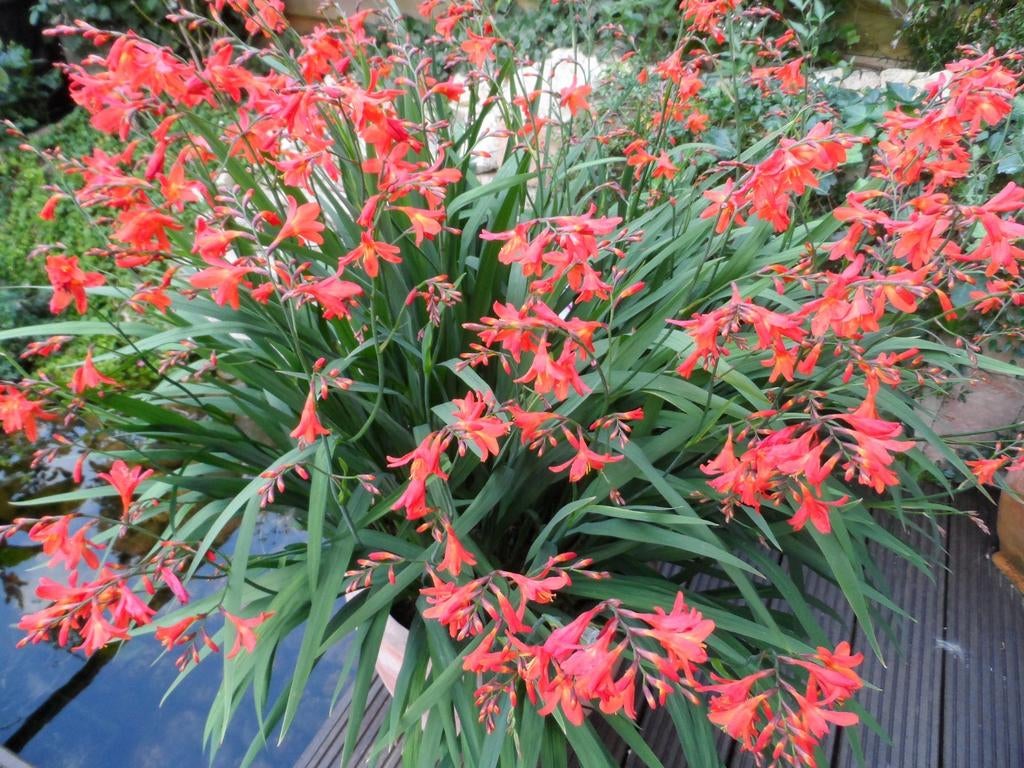 Te koop Crocosmia bollen en plantjes, Ophalen, Zomer, Vaste plant, Volle zon