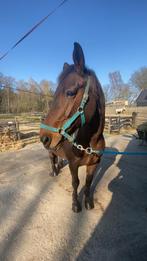 Pensioenstal gezocht voor lieve merrie, Dieren en Toebehoren, Weidegang, 1 paard of pony