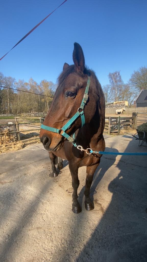 Pensioenstal gezocht voor lieve kwpn merrie, Dieren en Toebehoren, Stalling en Weidegang, Stalling, Weidegang, Toebehoren, 1 paard of pony