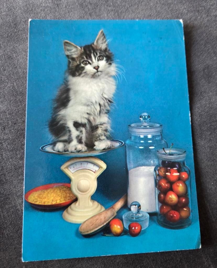 Poesje op weegschaal, Verzenden, Gelopen, Hond of Kat