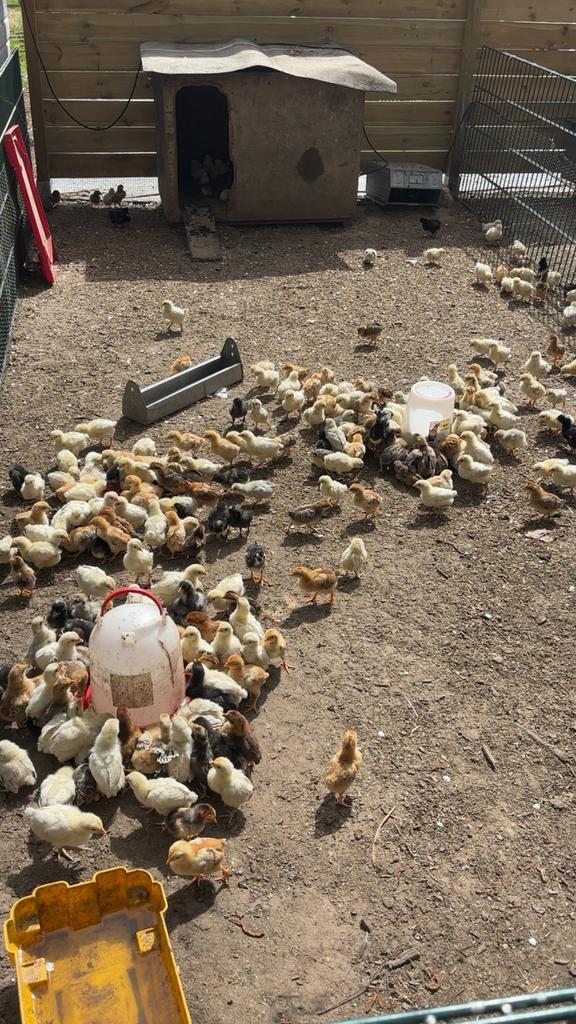 Kuikens te koop, Meerdere dieren, Kip