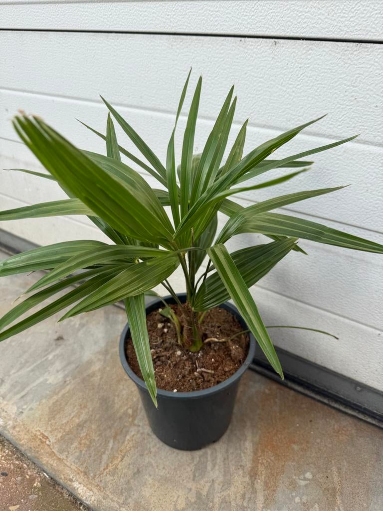 Trachycarpus Fortunei, Tuin en Terras, Bloeit niet, Minder dan 100 cm, Palmboom, Ophalen