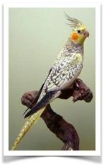 Wij zoeken baby Valkparkieten, Dieren en Toebehoren, Vogels | Parkieten en Papegaaien, Meerdere dieren, Parkiet, Geringd