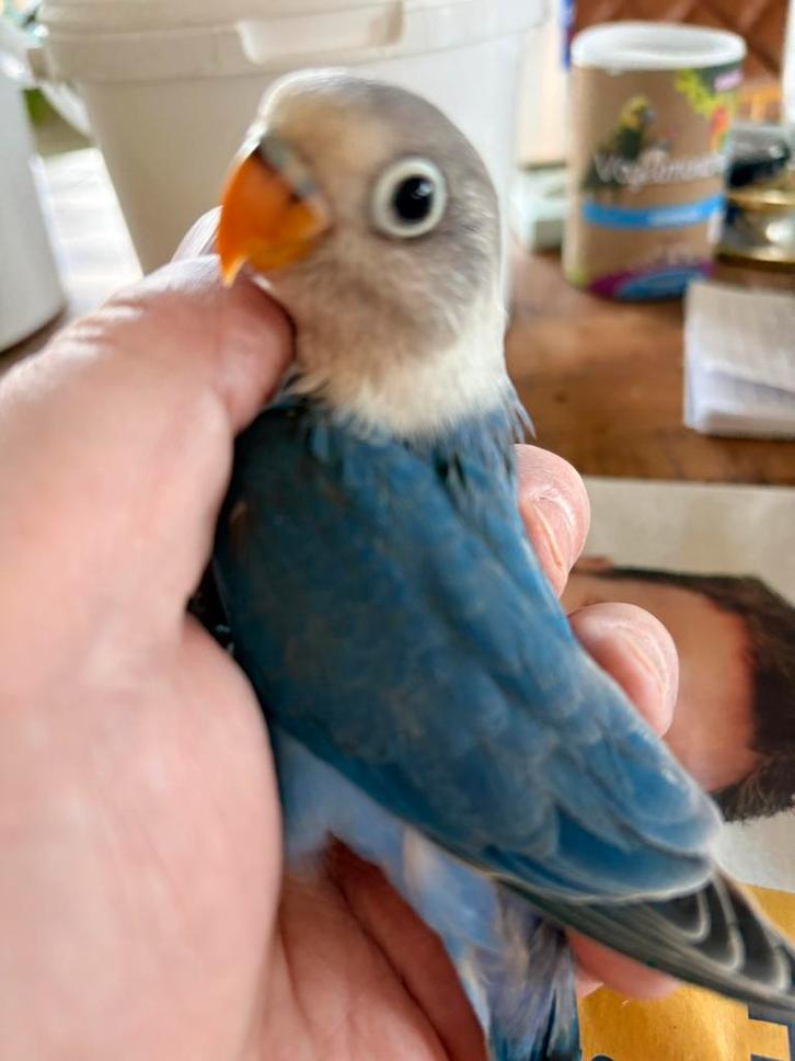 Te koop agapornis fischeri babys, Dieren en Toebehoren, Vogels | Parkieten en Papegaaien, Dwergpapegaai of Agapornis, Meerdere dieren