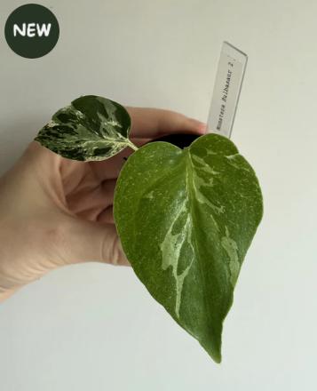 Monstera Bulbasaur #2, Ophalen of Verzenden, Halfschaduw, Minder dan 100 cm