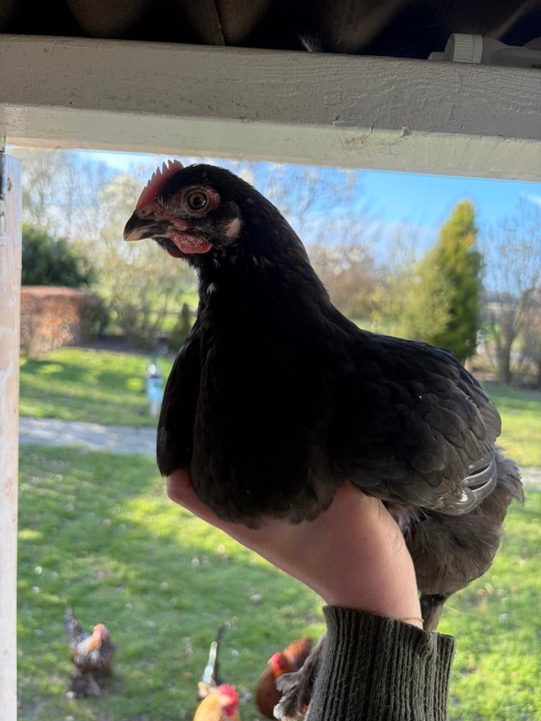 Knappe Maran haan, Dieren en Toebehoren, Pluimvee, Mannelijk, Kip