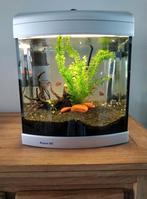 Mooi aquarium in goede staat, Ophalen, Gebruikt, Gevuld zoetwateraquarium