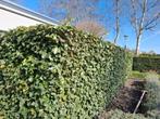 Gratis heg, Ophalen, Overige soorten, Haag, 100 tot 250 cm