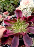 Aeonium pink medusa - nieuwe variëteit, Ophalen of Verzenden, Halfschaduw, Minder dan 100 cm