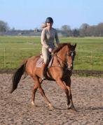 Ruin, 2016, 1.70 , springen 1.10+ , L1 dressuur, Dieren en Toebehoren, Springpaard, Met stamboom, Ruin, 170 tot 175 cm