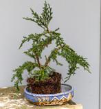 Bonsai Juniperus chinensis, Bloeit niet, Minder dan 100 cm, Volle zon, In pot