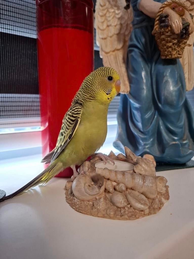 4 grasparkietjes te koop!, Dieren en Toebehoren, Meerdere dieren, Parkiet, Tam