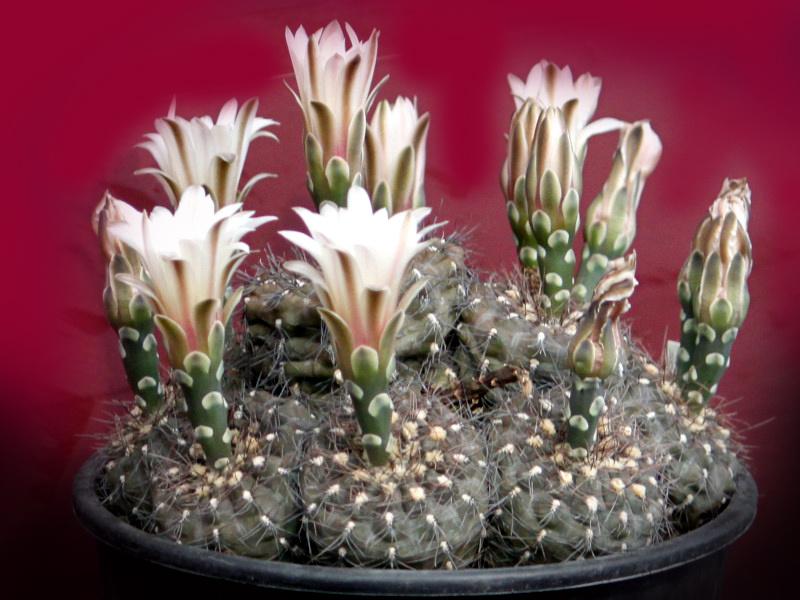 cactus - Gymnocalycium taningaense, Huis en Inrichting, Kamerplanten, Verzenden, Cactus, Volle zon, Minder dan 100 cm