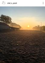 Stalling, Weidegang, 1 paard of pony