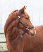 Mooie 2 jarige v Extreme us, Dieren en Toebehoren, Met stamboom, Dressuurpaard, 0 tot 2 jaar, Hengst