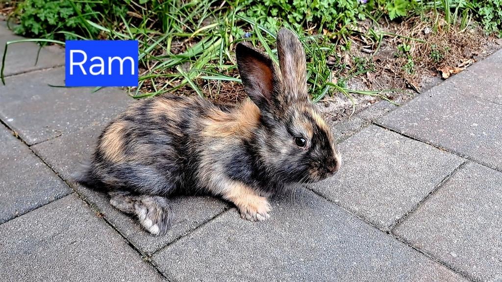 Mooi gestreept konijn (ram) van 1-3-2026 is tam/aanhankelijk, Mannelijk, Middelgroot, 0 tot 2 jaar