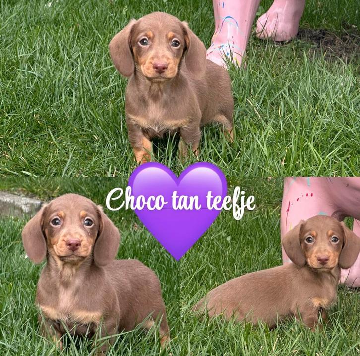 Dwergteckel pup reu/teef choco tan korthaar, Dieren en Toebehoren, Honden | Teckels en Dashonden, Meerdere dieren, Korthaar, Dwerg