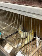 Diverse Vogels tekoop., Meerdere dieren, Parkiet