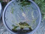 Enkele bosjes verse waterpest voor vijver en aquarium., Tuin en Terras, Vijvers, Ophalen, Gebruikt