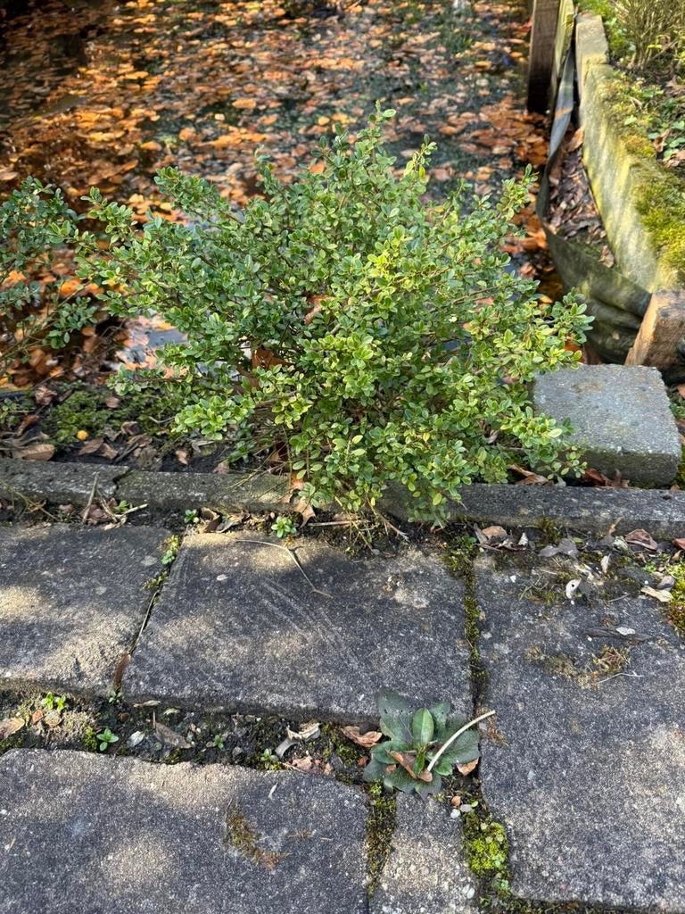 Boompjes grais ophalen, Ophalen, Overige soorten