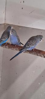 Jonge grasparkieten, Dieren en Toebehoren, Vogels | Parkieten en Papegaaien, Meerdere dieren, Parkiet, Tam