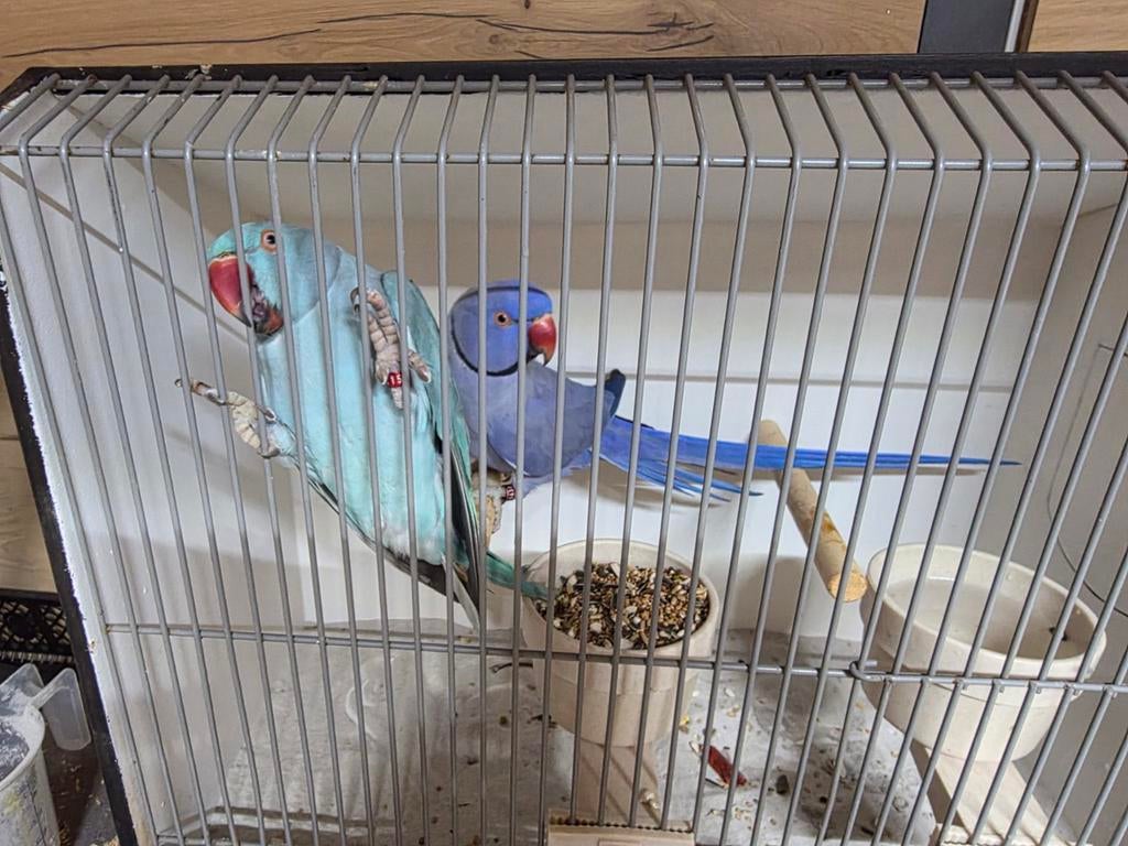 Halsbandparkieten koppel, Meerdere dieren, Parkiet, Geringd