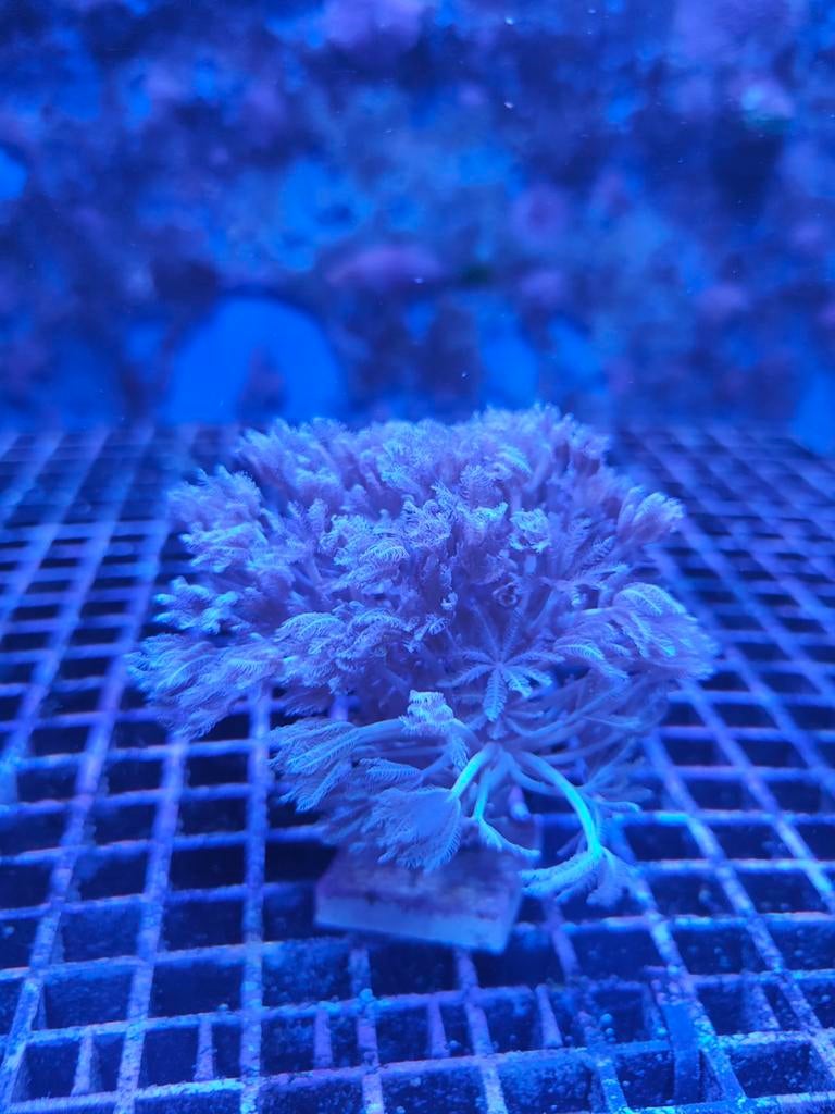 Pompende Xenia zeeaquarium koraalstekken, Dieren en Toebehoren, Ophalen, Gevuld zeewateraquarium