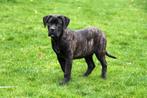 Cane Corso pup te koop (reutje), Dieren en Toebehoren, Honden | Bulldogs, Pinschers en Molossers, Rabiës (hondsdolheid), België