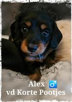 Blond dragende, Dwergteckel Langhaar pupjes met ARFE Stamb, Dieren en Toebehoren, Fokker | Hobbymatig, Rabiës (hondsdolheid), 8 tot 15 weken