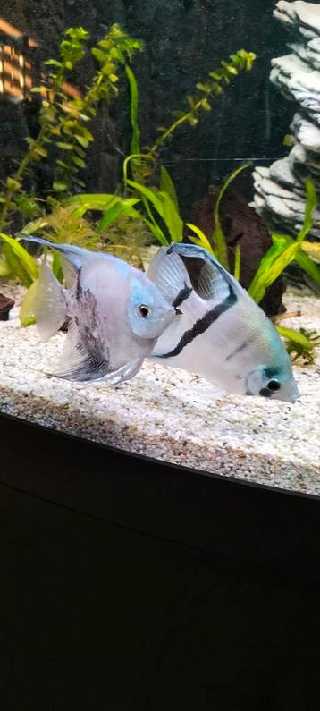 Maanvissen 2 koppels paraiba koppel & bleu shine beschikbaar voor biedingen